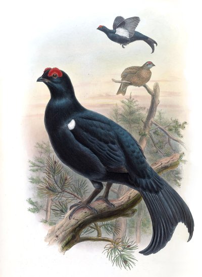 Caucasian Grouse Lyrurus mlokosiewiczi (syn. Tetrao mlokosiewiczi) by John Gould